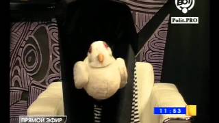 Зайчик Тоша О Девочке,Мечте,Топоре И Раскаянии.