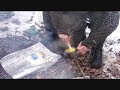 bushcraft cooking: romanian traditional shepherd's dish -