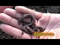 Secrets to a successfull urban garden with little work.