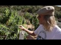 Jorge Cervantes: VARIETIES - Green Crack, Purple Kush from Lake County Outdoor Garden 2011 (Part 3)