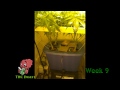 How to Grow Hydro Weed in 16 Weeks