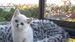 Британские котята на british-chinchilla.dp.ua