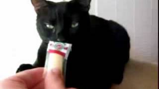 Мистер ИВЛ! МЕГА ПРИКОЛ Котэ как бы нюхае, оценяе запах
