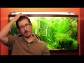 Science Alliance Episode 4: Lighting. T5HO vs LEDs (Planted Tank)