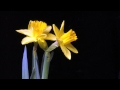 daffodils flowering time lapse