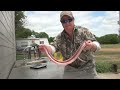 Doomsday prepper's, survivalist guide to cleaning rattlesnake