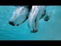 Dogs in Slow Motion - 1000fps - Orapup