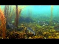 Underwater Ireland (sea / saltwater & freshwater snorkeling). Underwater Video Stock Footage.