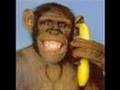 Voor Vivie: Piep Piep doet de telefoon