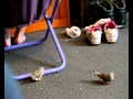 Zebra Finches out of cage.