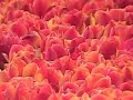 Tulip fields in Holland
