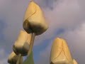 Tulip fields in Holland