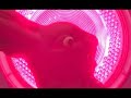 How to melt a Chocolate Bunny