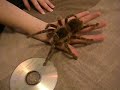 Salmon Pink Bird Eater Tarantula ... again