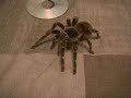 Salmon Pink Bird Eater Tarantula ... again