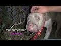 Saving Cadence - an abused Pit Bull shows us the power of second chances. Please share.