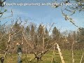 Pruning Cherry Tree