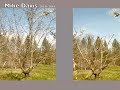 Pruning Cherry Tree