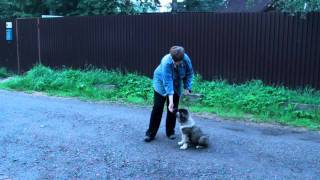 Дрессировка кавказской овчарки - команда Лежать