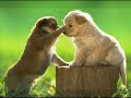 Canción de los perritos - Preescolar 1
