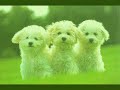 Canción de los perritos - Preescolar 1