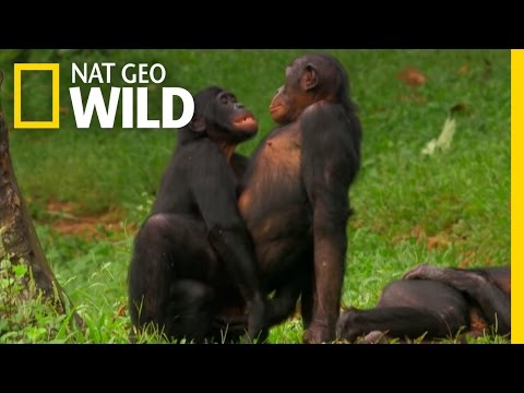 Funny Gorilla Images on Animals Mating With Humans Funny   Vidoemo   Emotional Video Unity