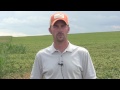 Residue, Weed Control For Dryland No-Till