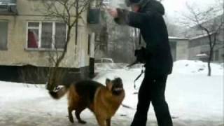 Немецкая овчарка Джелла ищет новый дом!
