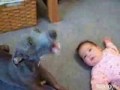 videos graciosos de perros