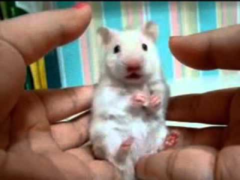 Скачать ржачные видео на mp3