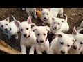 Puppy Pile - 7 Weeks