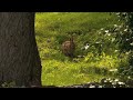 Grazing in the Grass by Hugh Masekela