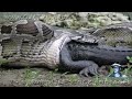 Ojatro Wildlife Footage 01 - Dangerous Animals