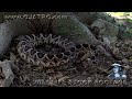 Ojatro Wildlife Footage 01 - Dangerous Animals