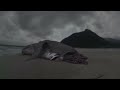 Evidence of Megalodon? | Megalodon: The Monster Shark Lives
