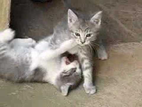 cats and kittens meowing. cats and kittens meowing. Tags: cats kitten meow