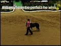 2009 American Miniature Horse Champ Youth Jumper - 2