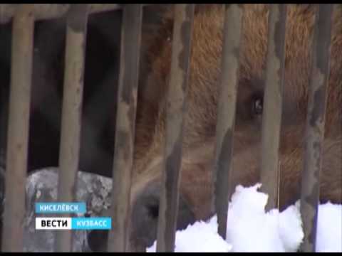 Киселёвских медведей взяли под охрану