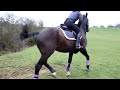 This is why he isnt an event horse..