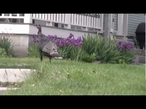 Screaming at TURKEYS! 8fIdwIC_JlA