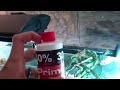 444. Doing water changes on the planted tank. How to do water changes in the planted tank