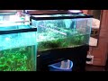 444. Doing water changes on the planted tank. How to do water changes in the planted tank