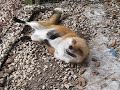 Chuckles the Red Fox