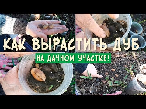 Как и когда сажать дубки 213