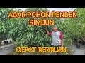 CARA CEPAT BUAT BUAT POHON MANGGA PEDEK, RIMBUN, DAN BERBUAH