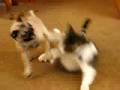 Pug obsessed by cat tail Pug obsessed by cat tail