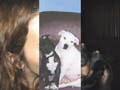 Re: "Knock Out Animal Fighting" YouTube Video Contest Thumbnail