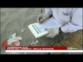 17.5.2014 – Censimento dei rifiuti alla spiaggia della Lecciona