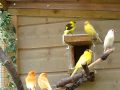 Canary Cage9