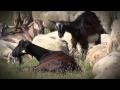 The Life Praterie project at the 56th sheep farming fair in Piano Roseto